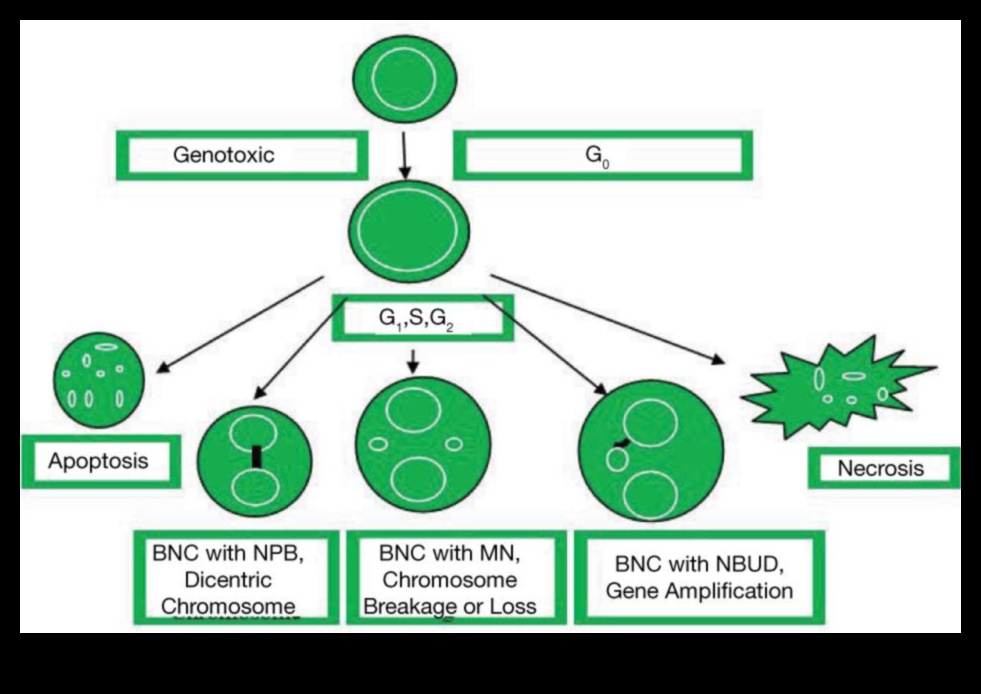 Revoluția genetică: Nutrigenomics dezvăluit