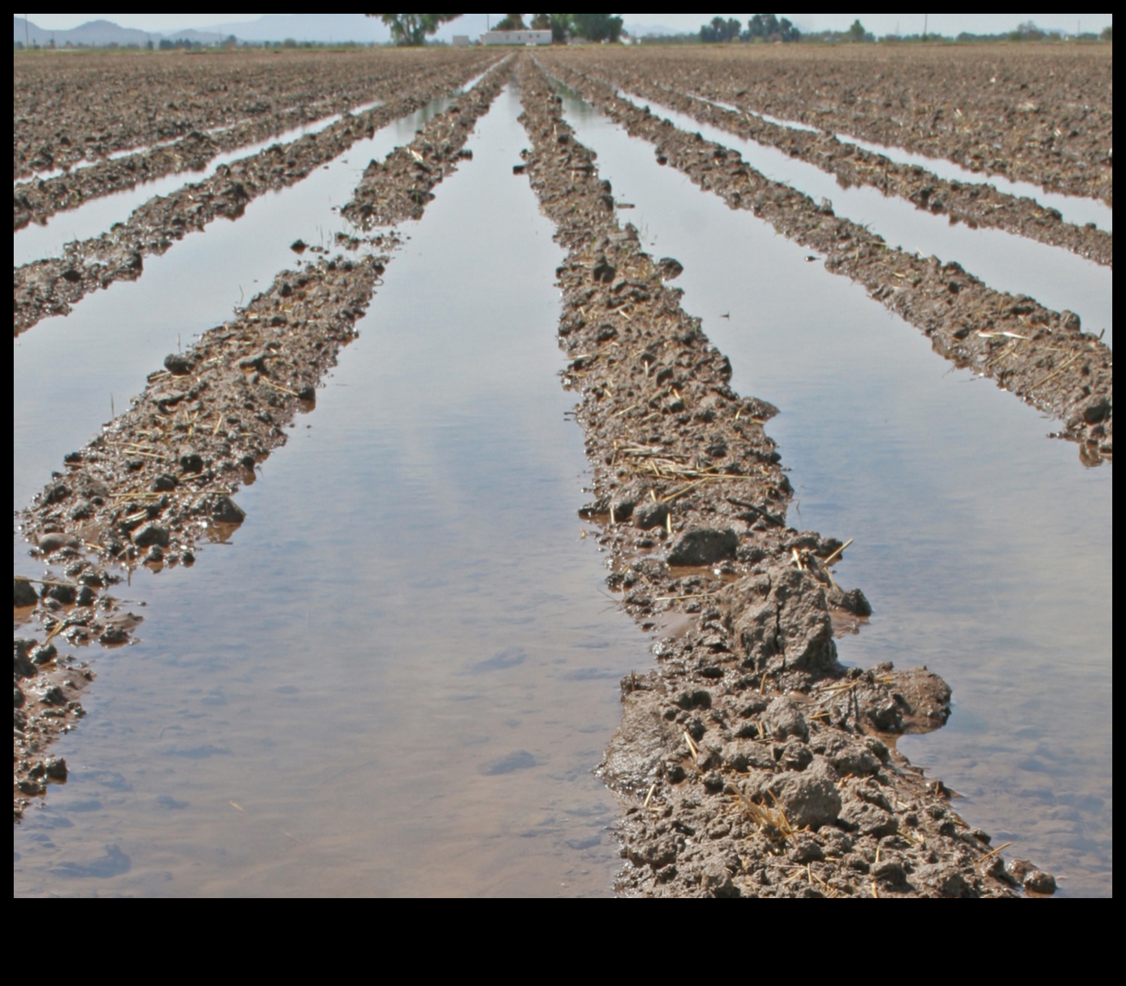 Construirea rezilienței: strategii pentru combaterea deficitului de nutrienți
